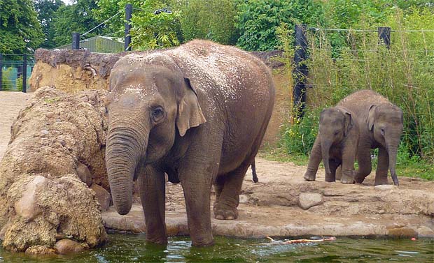 Partnerwahl: Ein Elefantenschwanz ist kein Elefant
