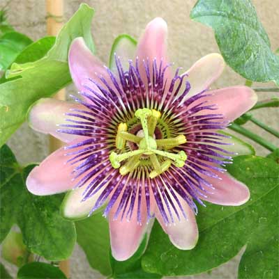 geburtstag der liebepur